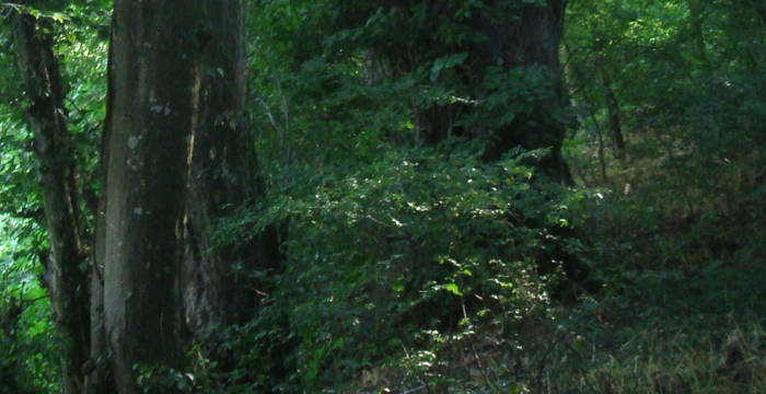 Forêt de Beaupré