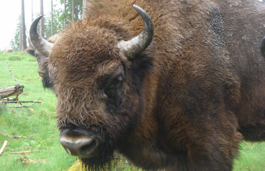 Bison sauvage en Allemagne